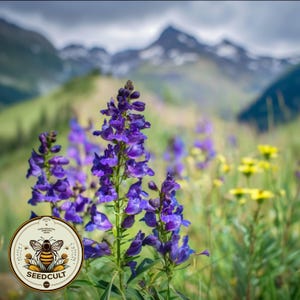 NEW! Rocky Mountain Penstemon Seeds, Penstemon Strictus, US Native Wildflower, PT431C