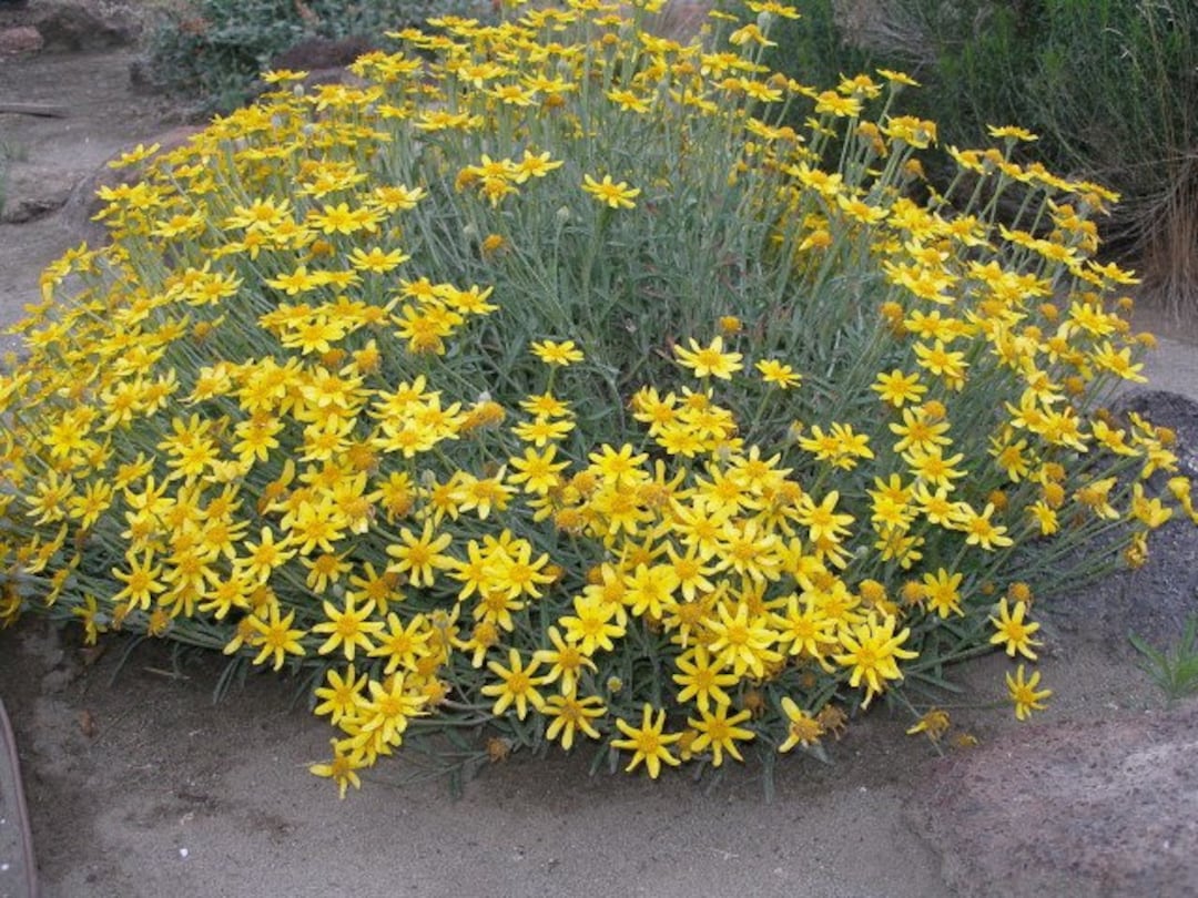Oregon Sunshine Seeds, North American Native, Pacific NW, Eriophyllum