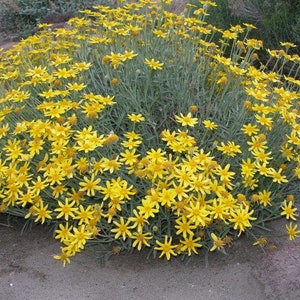 Semillas de Oregon Sunshine, nativa de Norteamérica, noroeste del Pacífico, Eriophyllum Lanatum ER6050