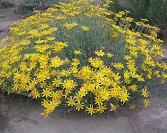 Oregon Sunshine Seeds, North American Native, Pacific NW, Eriophyllum Lanatum ER6050
