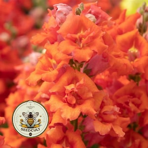 May include: Close-up of vibrant orange snapdragon flowers in full bloom. The petals have a ruffled texture and a gradient of colors from orange to pink. A circular logo with a bee and the text "SEEDCULT" is visible.