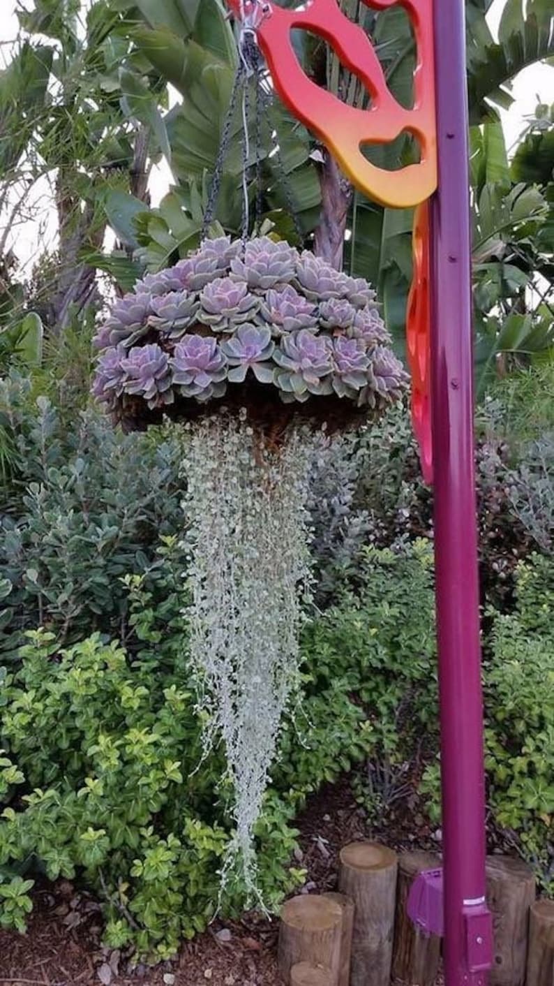 Silver Falls Dichondra Seeds Hanging Basket Plant Indoor Etsy