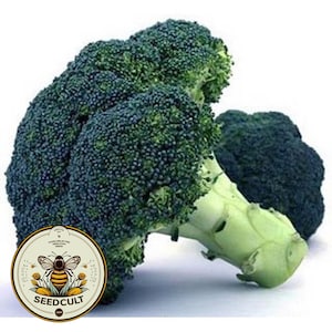 Pu&ograve; includere: Due grandi cime di broccoli verdi con un gambo verde. Il broccolo &egrave; fresco e ha un colore verde scuro. Un cerchio bianco con un'ape e il testo "SEEDCULT" &egrave; in primo piano.