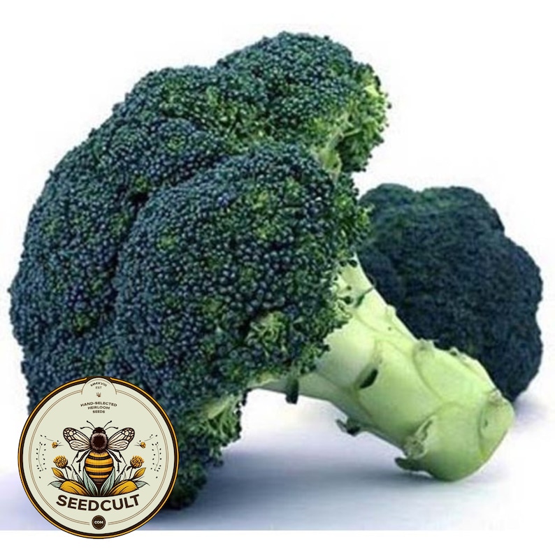 Pu&ograve; includere: Due grandi cime di broccoli verdi con un gambo verde. Il broccolo &egrave; fresco e ha un colore verde scuro. Un cerchio bianco con un'ape e il testo "SEEDCULT" &egrave; in primo piano.