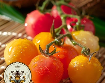 Tropical Sunset Tomato Seeds, Organic Cherry Tomato, Solanum Lycopersicum LY3320
