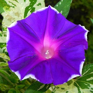 May include: A vibrant purple morning glory flower with a white edge, blooming against a backdrop of green and white variegated leaves.