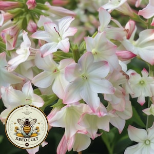 Semillas de tabaco de jazmín Starmaker Appleblossom, peletizadas para una siembra fácil Tabaco de floración Moonlight, Nicotiana Alata, NI2520P