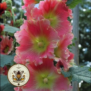May include: Close-up of vibrant pink hollyhock flowers with ruffled petals and yellow centers. The flowers are in full bloom, showcasing their delicate textures. The image includes a "SEEDCULT" logo with a bee.