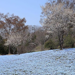 K&ouml;nnte beinhalten: Ein Feld mit blauen Blumen in voller Bl&uuml;te, im Hintergrund kahl stehende B&auml;ume. Die B&auml;ume haben wei&szlig;e Bl&uuml;ten.