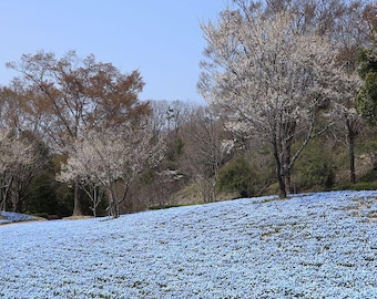 May include: A field of blue flowers in bloom, with bare trees in the background. The trees have white blossoms.