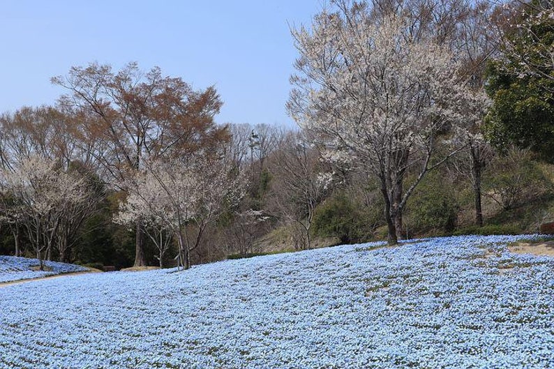 K&ouml;nnte beinhalten: Ein Feld mit blauen Blumen in voller Bl&uuml;te, im Hintergrund kahl stehende B&auml;ume. Die B&auml;ume haben wei&szlig;e Bl&uuml;ten.