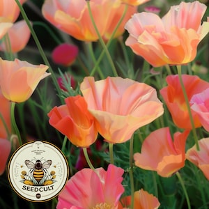 May include: Close-up of vibrant orange and pink California poppies in full bloom. The flowers have delicate, ruffled petals and are set against a backdrop of green stems and leaves. A circular logo with a bee is visible.