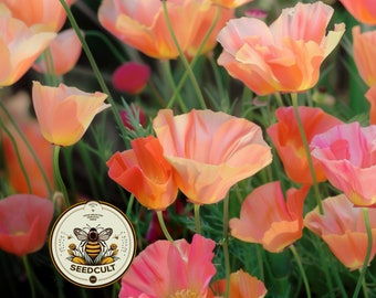 Puede incluir: Primer plano de amapolas de California de color naranja y rosa vibrantes en plena floración. Las flores tienen pétalos delicados y rizados y se encuentran sobre un fondo de tallos y hojas verdes. Se ve un logotipo circular con una abeja.