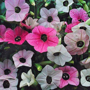 50 Marshmallow Nicotiana Seeds, PELLETED for easy sowing, Jasmine Tobacco Seeds, Nicotiana Mutabilis, NI2250P