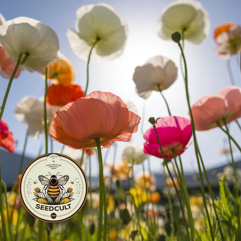 May include: A field of blooming poppies in shades of white, orange, pink, and red against a bright blue sky. A circular logo is overlaid in the foreground featuring a stylized bee illustration and the text SEEDCULT with decorative dots.