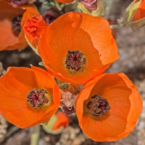 Bulk Desert Globemallow Seeds, US Native Wildflowers, Sphaeralcea Ambigua SH801C