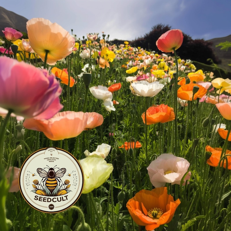 May include: A field of blooming poppies in shades of orange, pink, yellow, and white with green stems. A circular logo is overlaid in the bottom left corner featuring a bee illustration and the text SEEDCULT.COM HAND-SELECTED HEIRLOOM SEEDS.