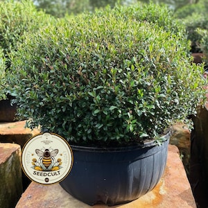 May include: A dense, green shrub with small, dark green leaves and reddish new growth, in a black plastic pot. The pot rests on a weathered, reddish-brown stone surface. A circular label with a bee graphic and "SEEDCULT" text is visible.