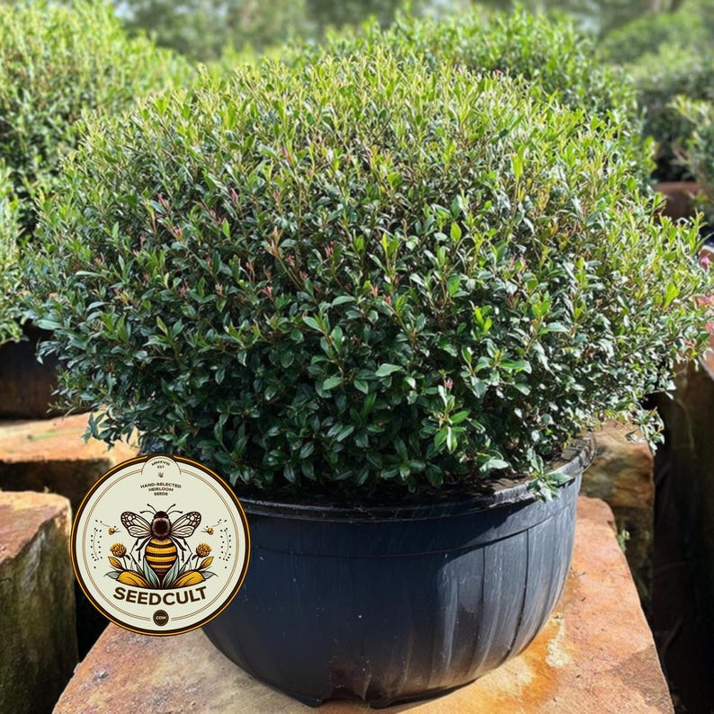 May include: A dense, green shrub with small, dark green leaves and reddish new growth, in a black plastic pot. The pot rests on a weathered, reddish-brown stone surface. A circular label with a bee graphic and "SEEDCULT" text is visible.