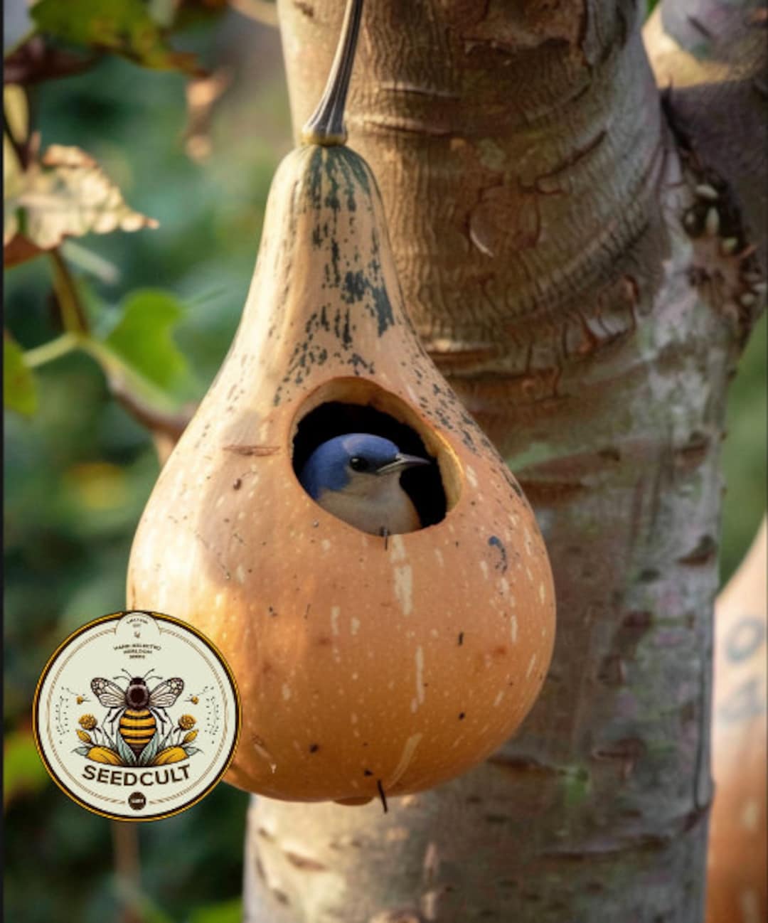 Extra Large Birdhouse Gourd Seeds, Lagenaria Siceraria LS0110