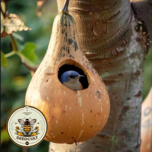 Extra Large Birdhouse Gourd Seeds, Lagenaria siceraria LS0110