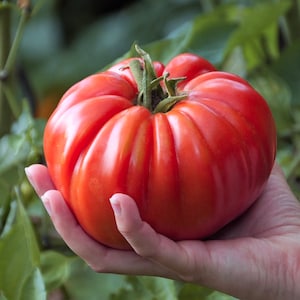 Mortgage Lifter Tomato Seeds, Solanum Lycopersicum, LY3525 - Etsy