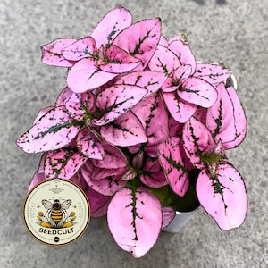 May include: A close-up of a pink polka dot plant with dark green and black markings. The plant has multiple leaves and is in a small pot. The plant has a "SEEDCULT" logo.