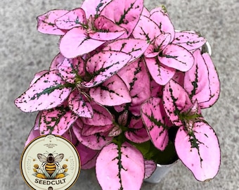 Pink Polka Dot Plant Seeds, Indoor Live House Plant, Hypoestes Phyllostachya, Perennial HY0110