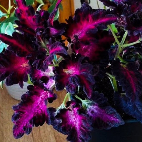 Black Dragon Coleus Seeds, Indoor Shade Plant CC0120