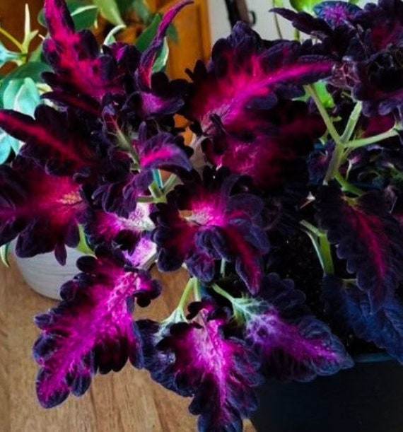 Black Dragon Coleus Seeds Indoor Shade Plant CC0120 Etsy