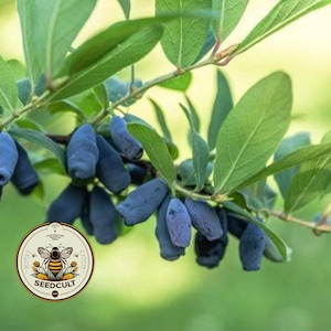 May include: Close-up of a branch with green leaves and elongated, dark blue berries. The image features a Seedcult logo in the lower left corner, a circular emblem with a bee illustration.