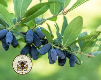 NEW! Honeyberry Seeds, Blue Honeysuckle Fruit, Food Forest, Forage, Lonicera Caerulea, LN0225
