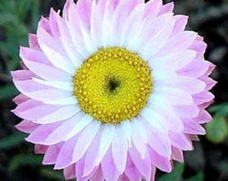 500 Paper Daisy Seeds, Pink Shades, Everlasting Flowers RH015C image 4