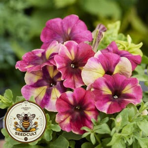 May include: Close-up of a cluster of pink and yellow petunia flowers with dark purple stripes. The flowers are in bloom and have a delicate, ruffled appearance.