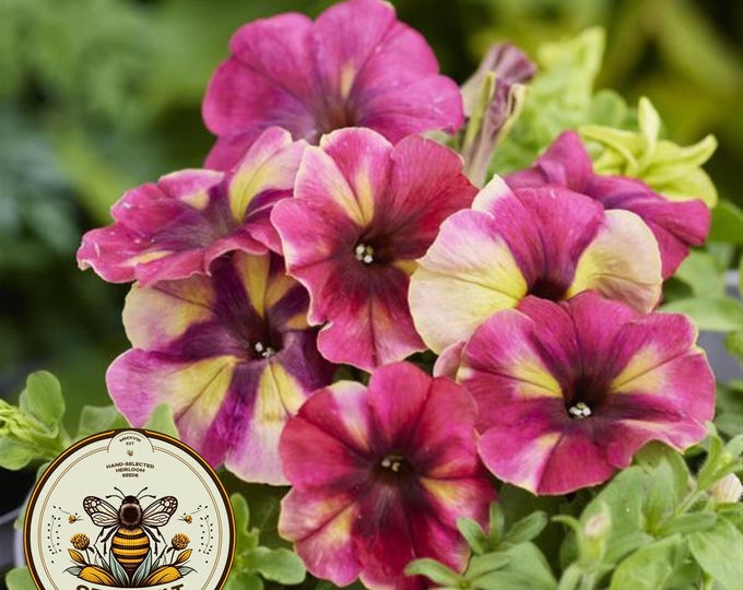 100+ Trailing Petunia Seeds / Petunia Hybryda Pendula Mix / Cottage ...