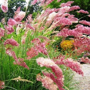Rare Ruby Grass Seeds, Pink Bubble Grass, Rhynchelyrtum Nerviglumis RH5010