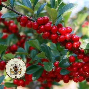 NEW! Yaupon Holly Seeds, Caffeine berries, Native Plants, Ilex Vomitoria, IL0125