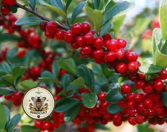 NEW! Yaupon Holly Seeds, Caffeine berries, Native Plants, Ilex Vomitoria, IL0125