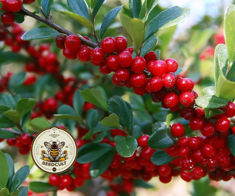 NEW! Yaupon Holly Seeds, Caffeine berries, Native Plants, Ilex Vomitoria, IL0125 image 1
