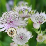Wildflower Seeds
