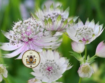 Astrantia Major Seeds, Masterwort, Hattie's Pincushion, White and Pink, AS0120