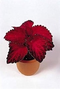 Red Velvet Super Fine Rainbow Coleus Seeds, Indoor Shade Plant CC0820