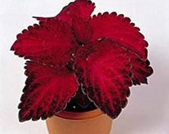Red Velvet Super Fine Rainbow Coleus Seeds, Indoor Shade Plant CC0820