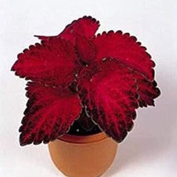 Red Velvet Super Fine Rainbow Coleus Seeds, Indoor Shade Plant CC0820