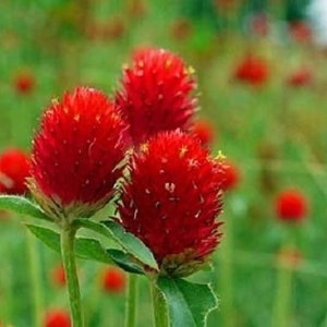 Strawberry Fields Gomphrena Seeds, Globe Amaranth GO0620 image 3