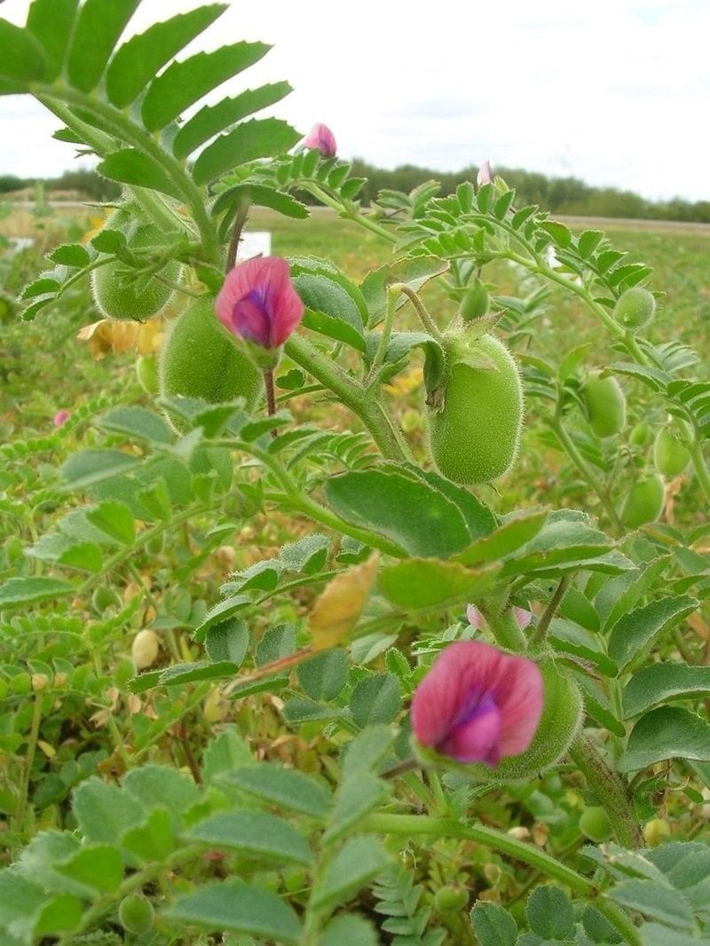 30 Organic Black Garbanzo Bean Seeds Hummus Black Kabouli Etsy