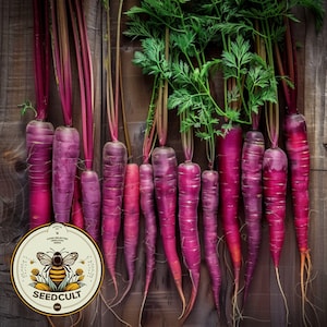 May include: A bunch of purple carrots with green tops arranged on a wooden surface. The carrots are arranged in a row, with the tops of the carrots pointing towards the top of the image. The carrots are a deep purple color, and the tops are a bright green color.