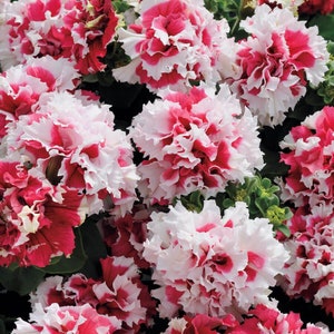 Double Pirouette Red Petunia Seeds, Pelleted for easier sowing and germination, Petunia Hybrida PE5725P