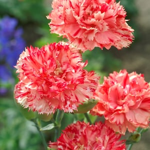 50 Orange Sherbet Carnation (Dianthus) Seeds, Chabaud Sweet William, Dianthus chinensis DI0450