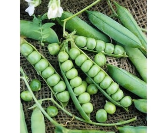 Wando Heat Tolerant Peas Pisum Sativum PI0250